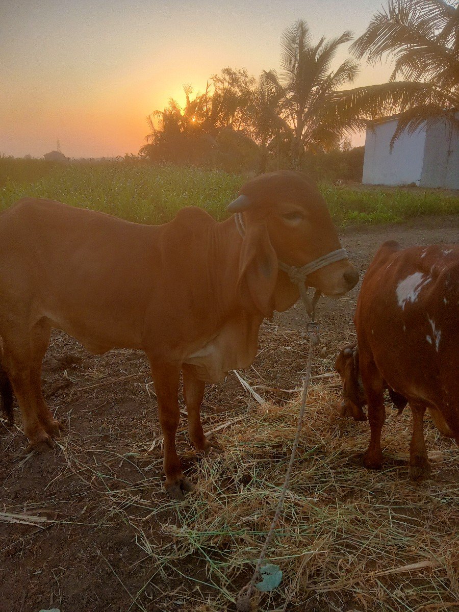 હોળકી વેચવાની છે