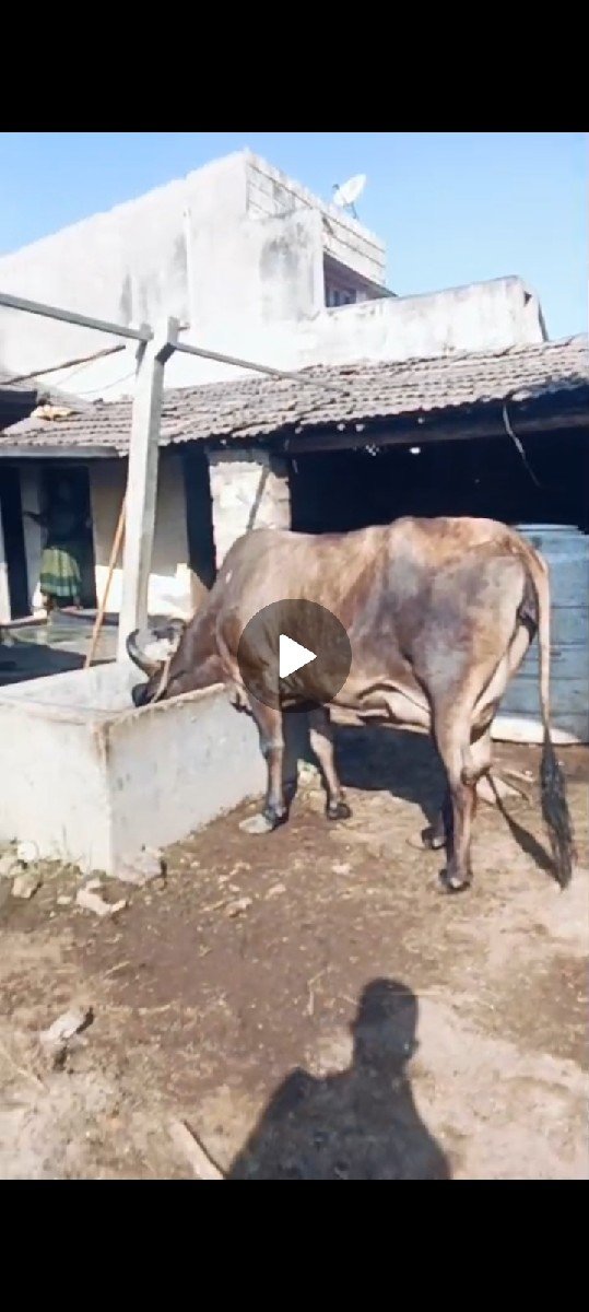 ગાય વેચવાની છે