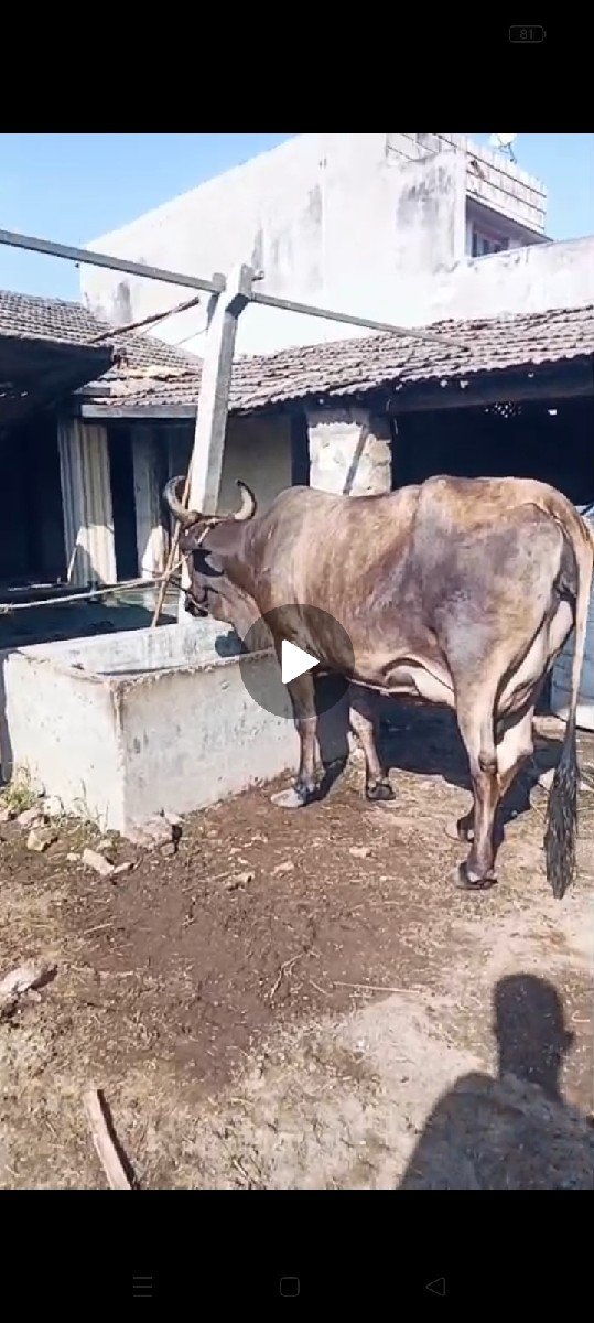 ગાય વેચવાની છે
