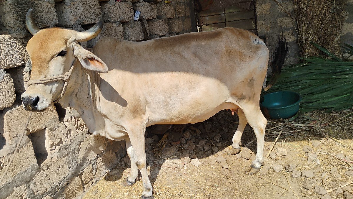 ગાય વેચવાની છે