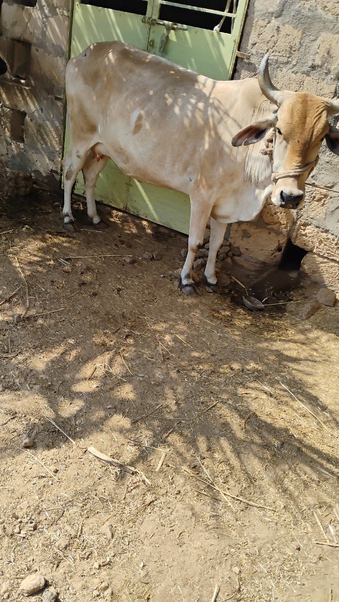 ગાય વેચવાની છે