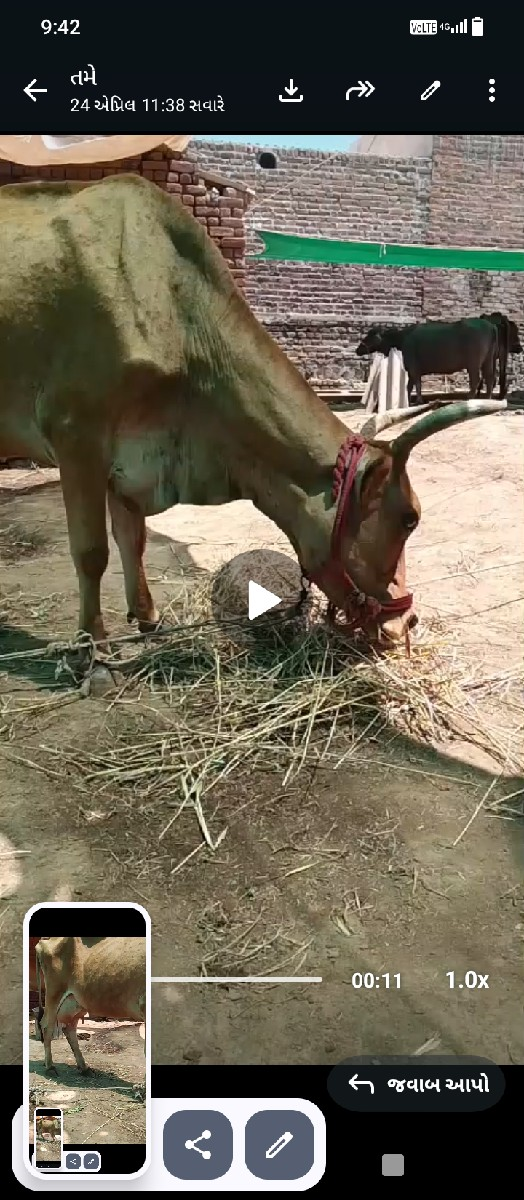 એચ. એફ. ગાય વેચવાની છે