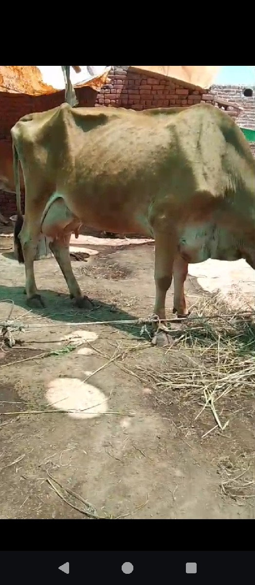 એચ. એફ. ગાય વેચવાની છે