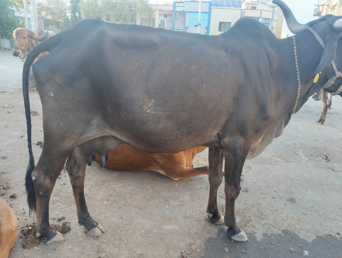 ગાય વેચવાની છે