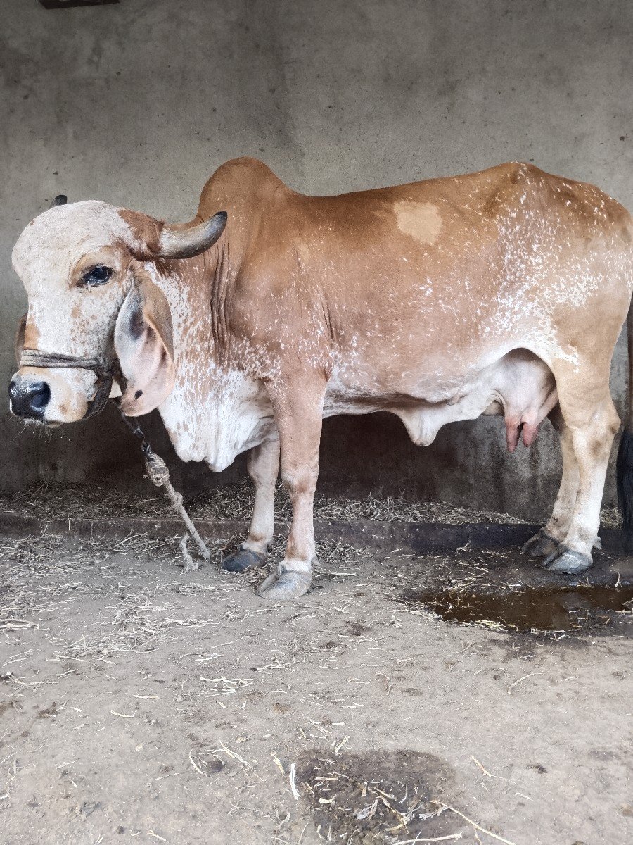 ગાય વેચવાની છે