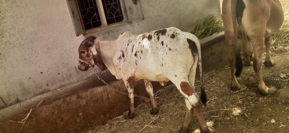 વાછડી વેચવાની છે