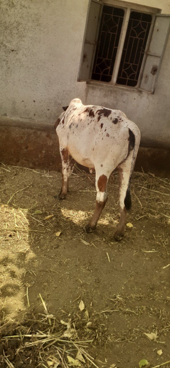 વાછડી વેચવાની છે