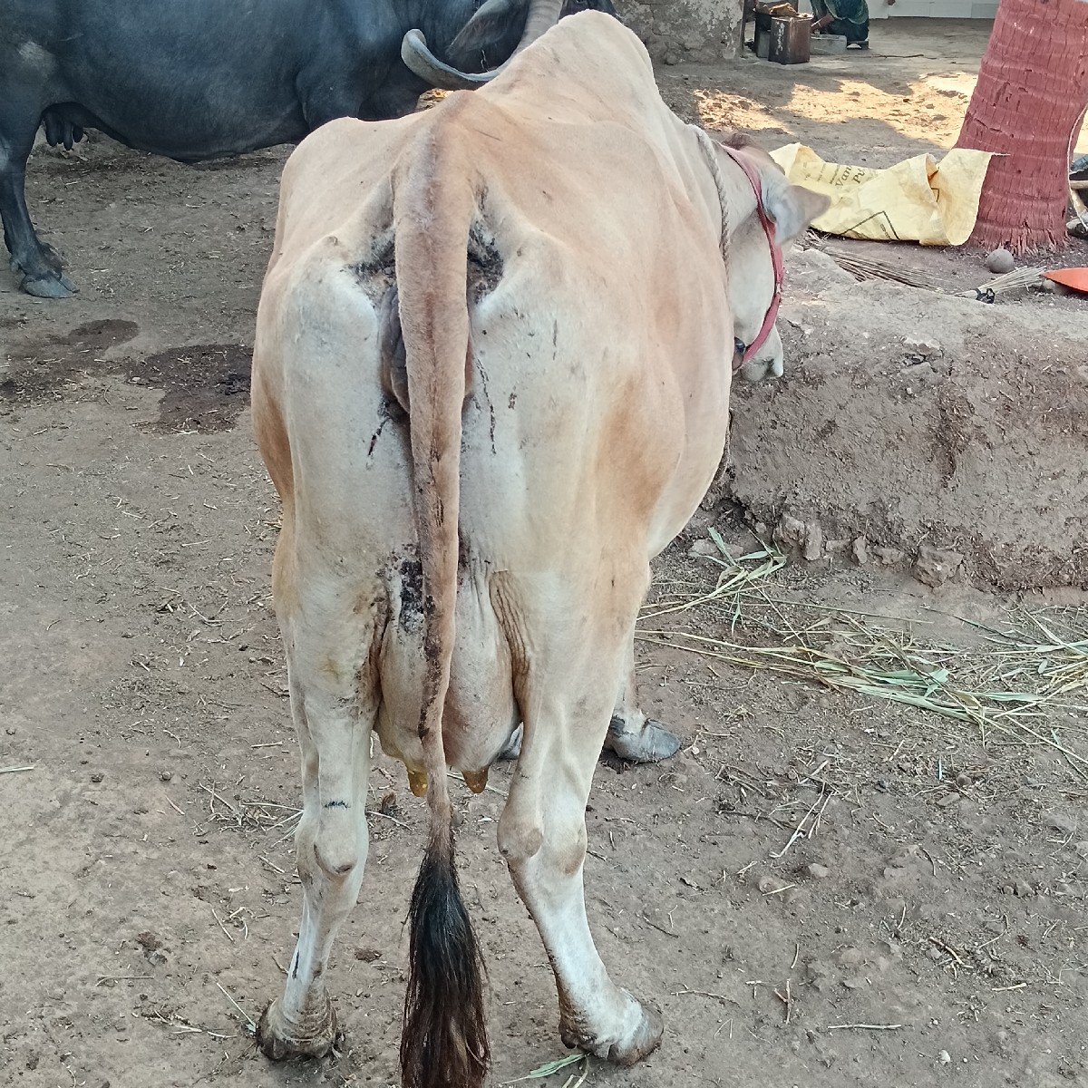 જર્સી ગાય વેચવાની છે