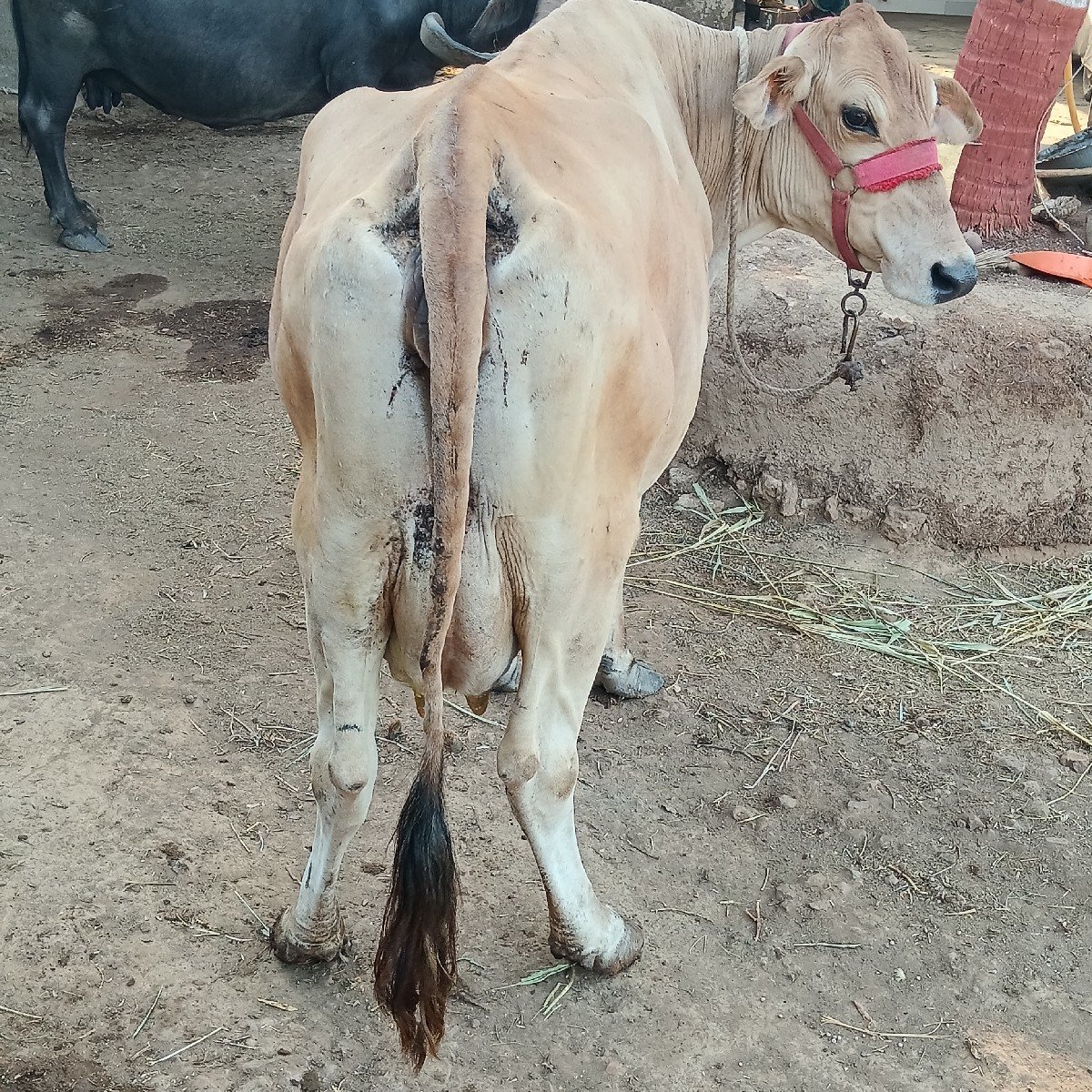 જર્સી ગાય વેચવાની છે