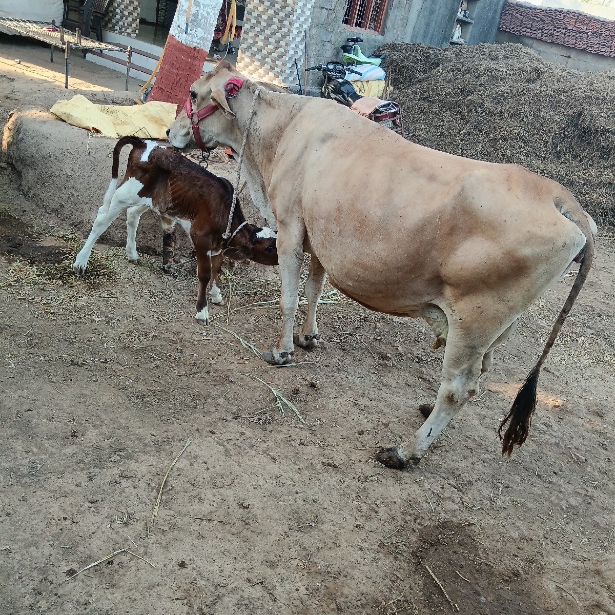 જર્સી ગાય વેચવાની છે