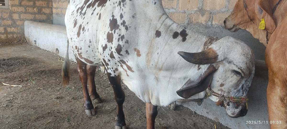 ગાય વેચવાની છે