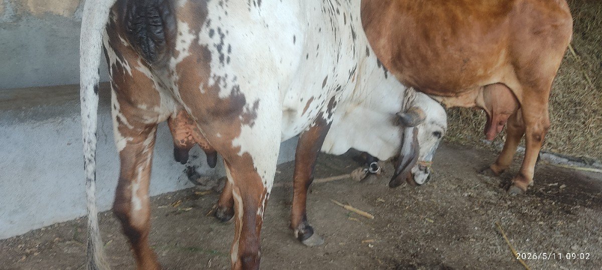 ગાય વેચવાની છે