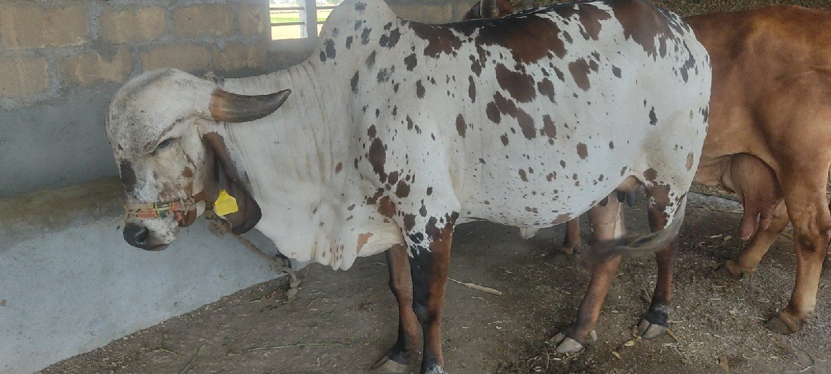 ગાય વેચવાની છે
