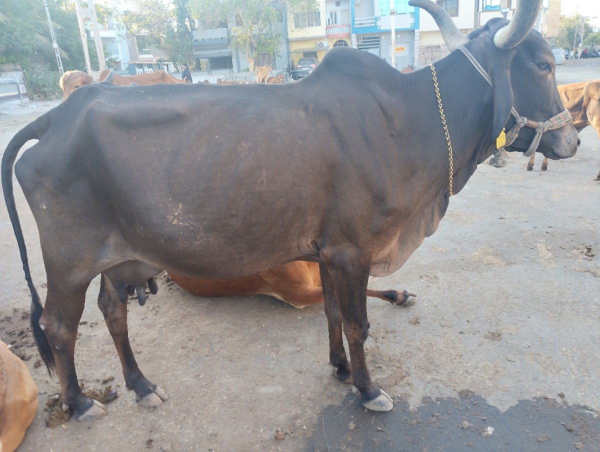 ગાય વેચવાની છે