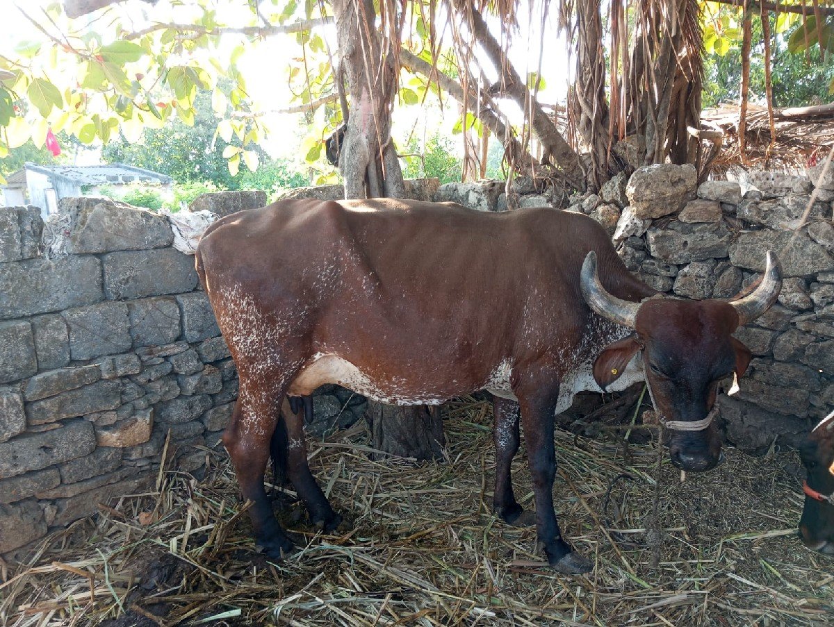 ગાય વેચવાની છે