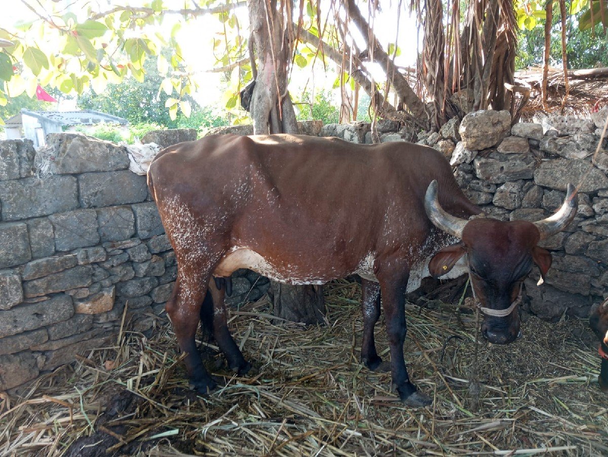 ગાય વેચવાની છે