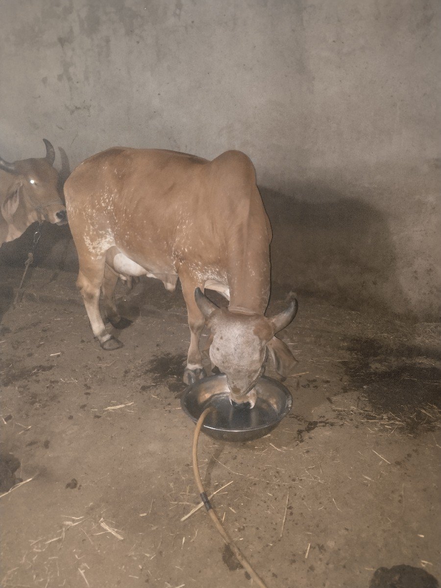 ગાય વેચવાની છે