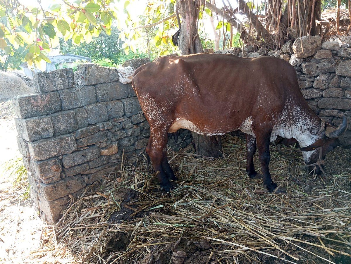 ગાય વેચવાની છે