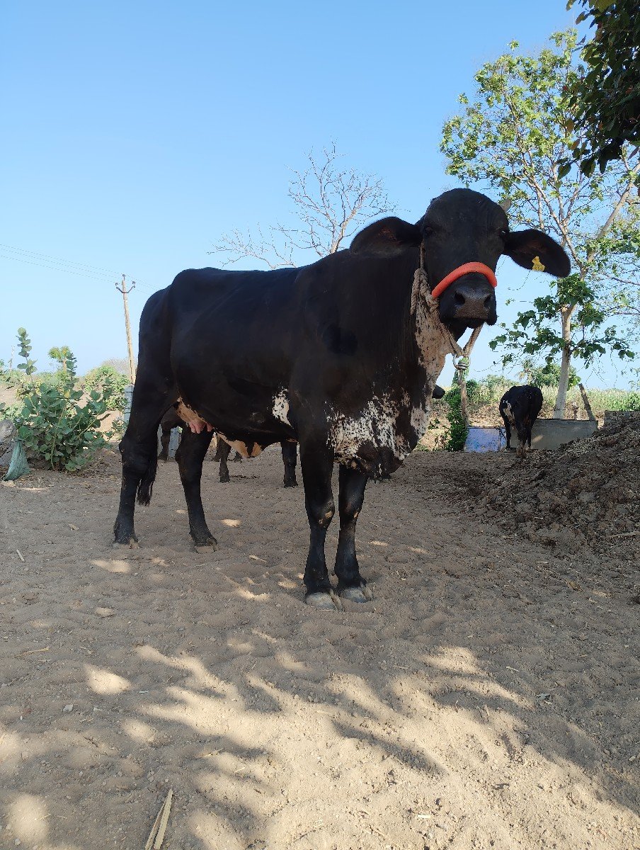hf, gir cros, ગાય