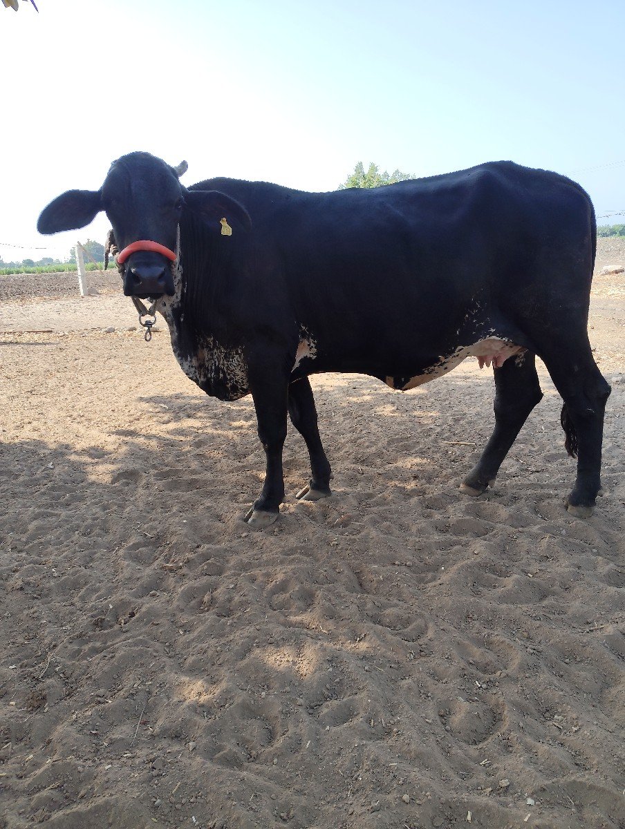 hf, gir cros, ગાય