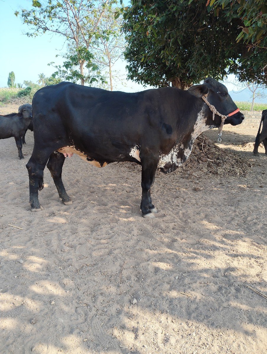hf, gir cros, ગાય