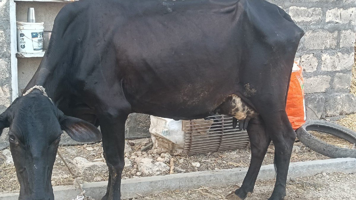 ગાય વેચવાની છે