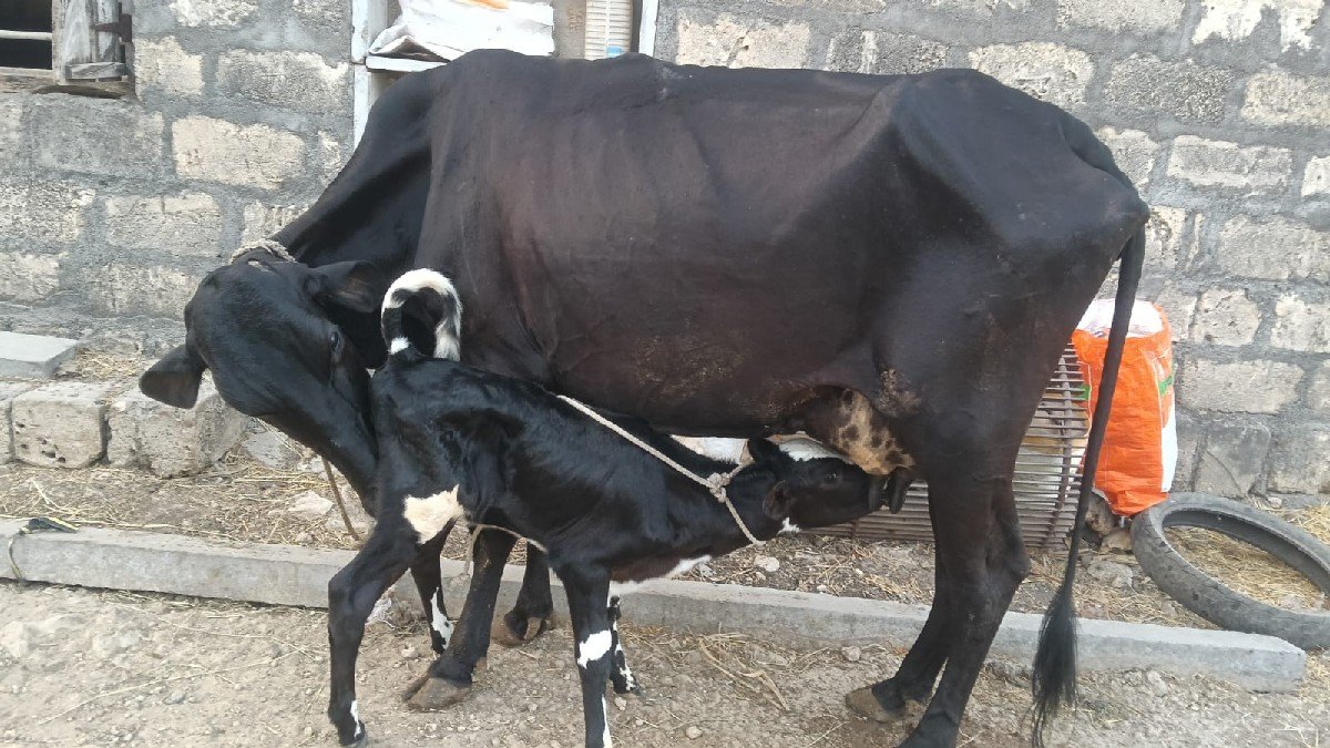 ગાય વેચવાની છે