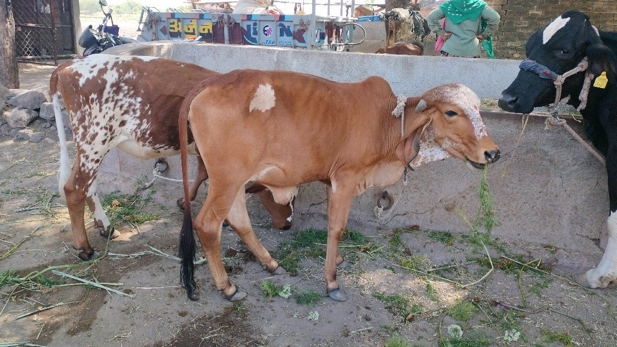 વસડી 22મહિના ની