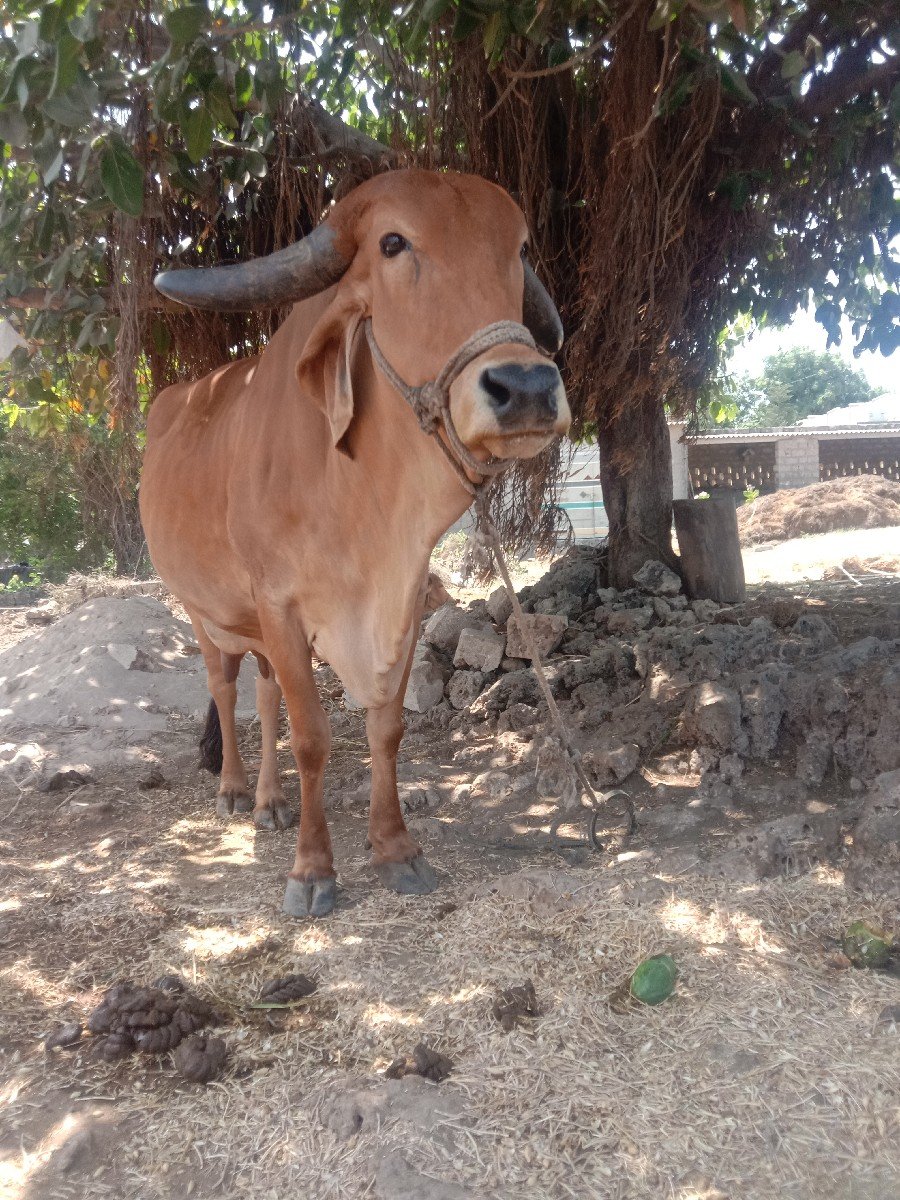 ગાય વેચવાની છે નં. 9978056398