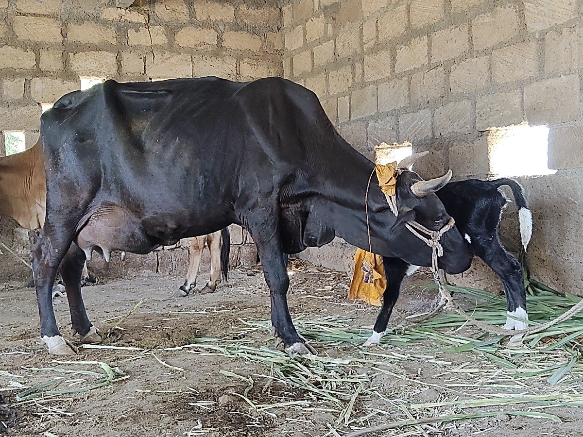 3 વેતર ગાય વેસવાની છે
