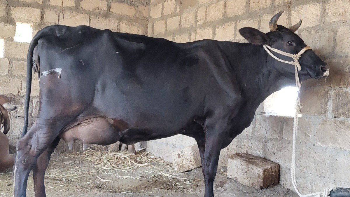 3 વેતર ગાય વેસવાની છે