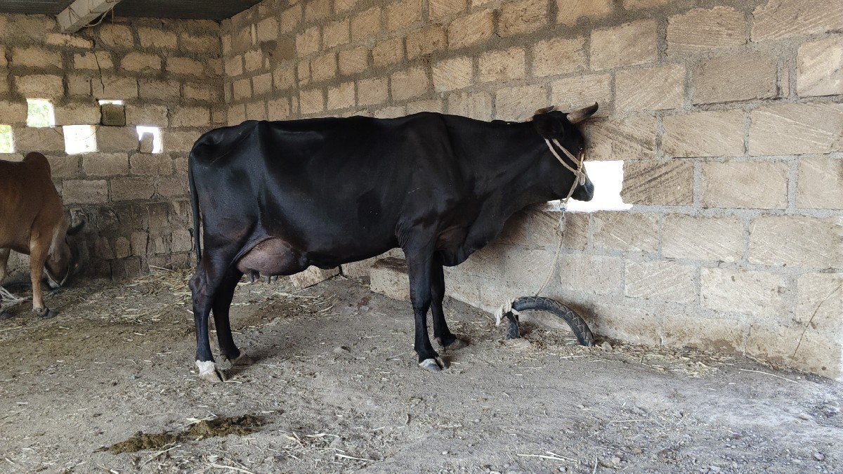 3 વેતર ગાય વેસવાની છે