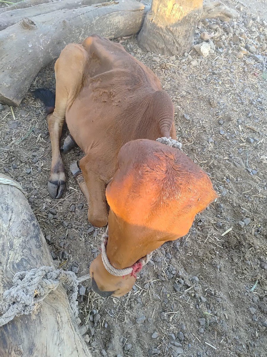 હોડકી વેચવાની છે.