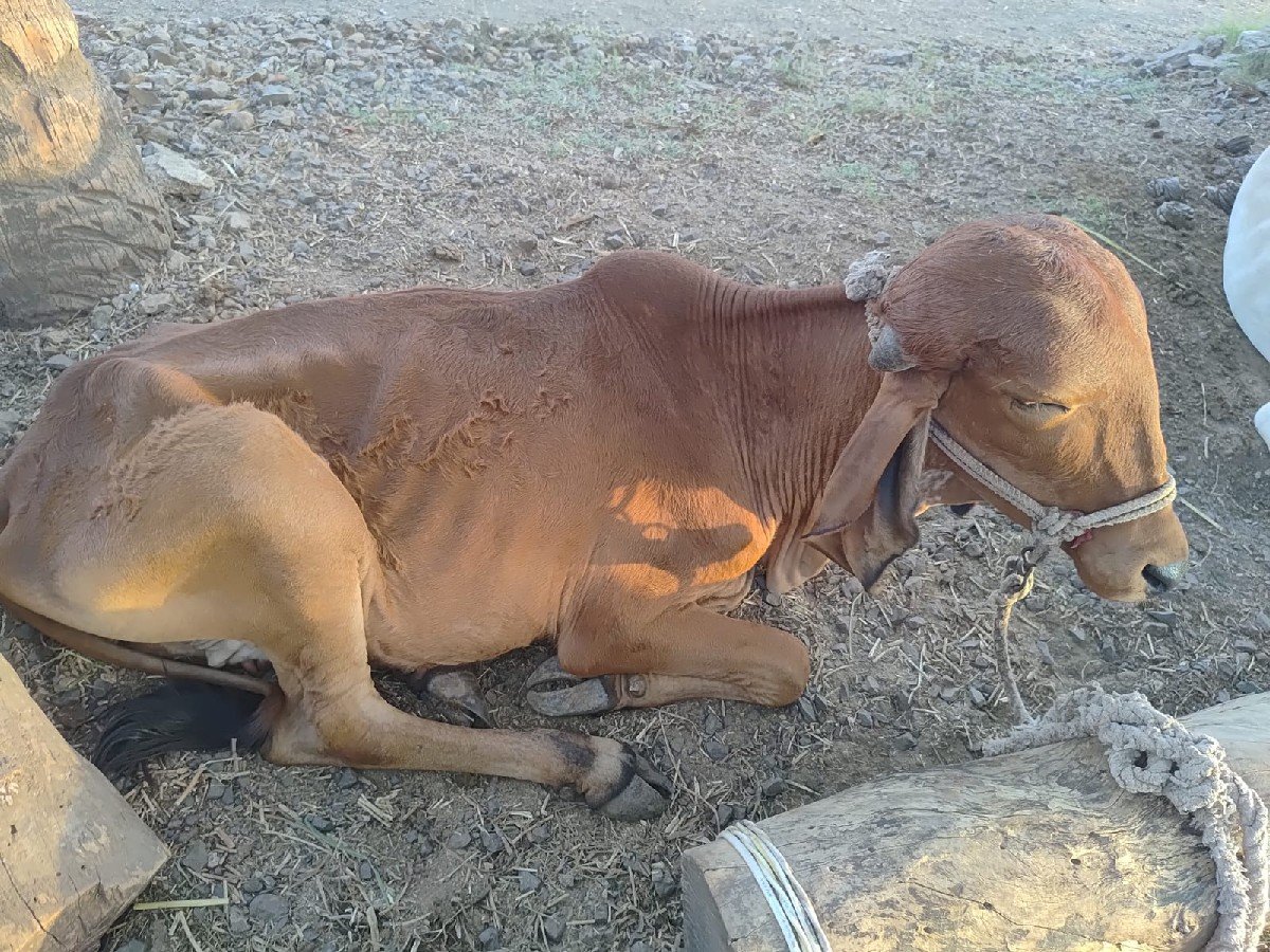 હોડકી વેચવાની છે.