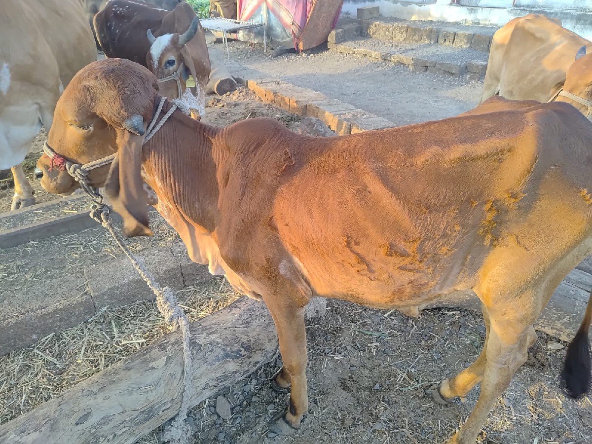 હોડકી વેચવાની છે.