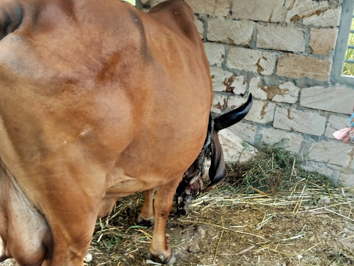 ગિર ગાય વેશાવ છે