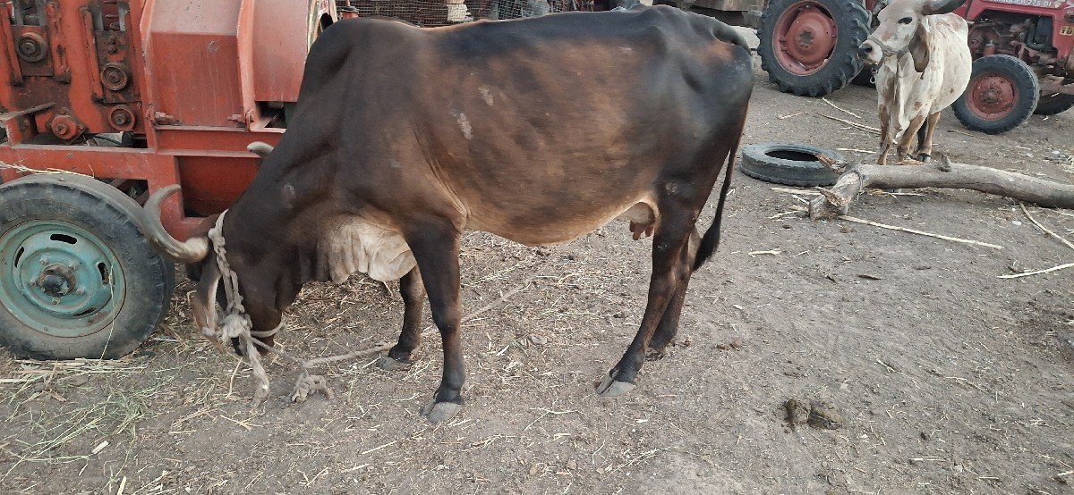 બે ગાય વેચવાની છૈ
