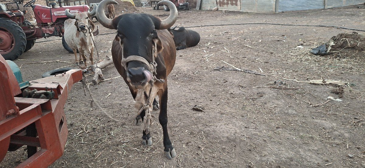 બે ગાય વેચવાની છૈ