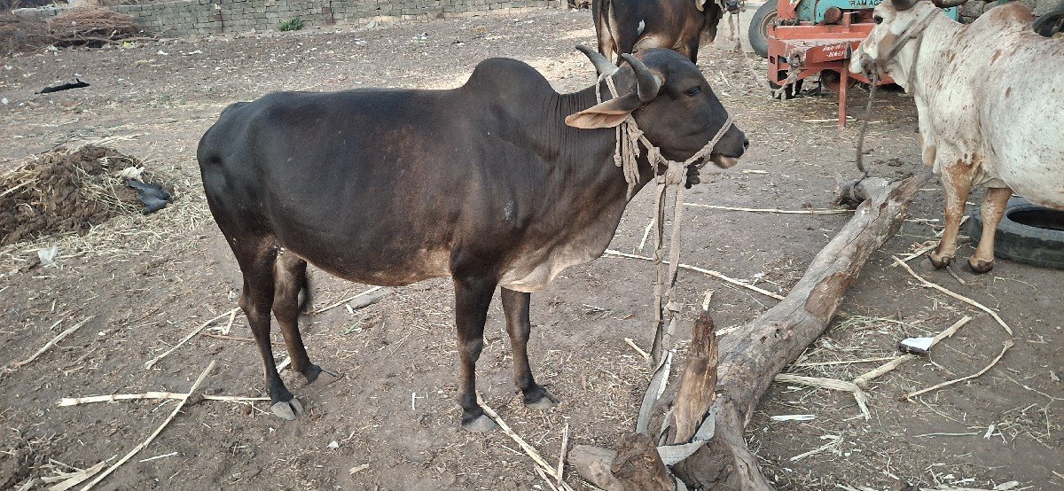 બે ગાય વેચવાની છૈ