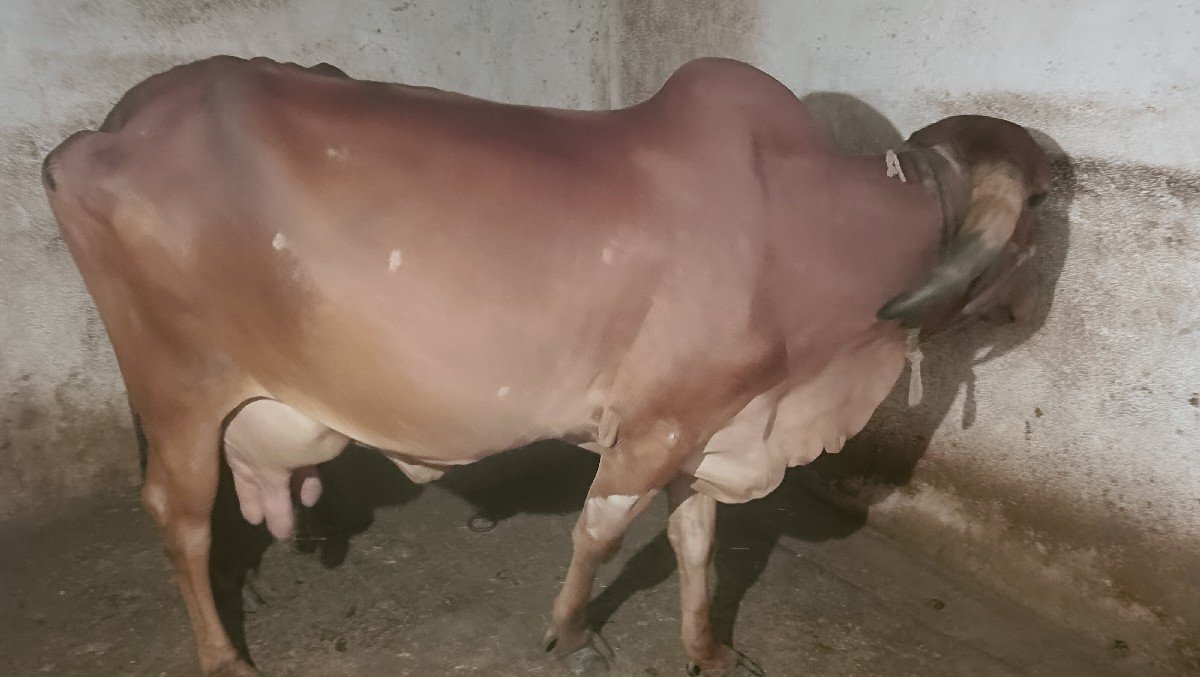 ગીર ગાય દેવા ની છે