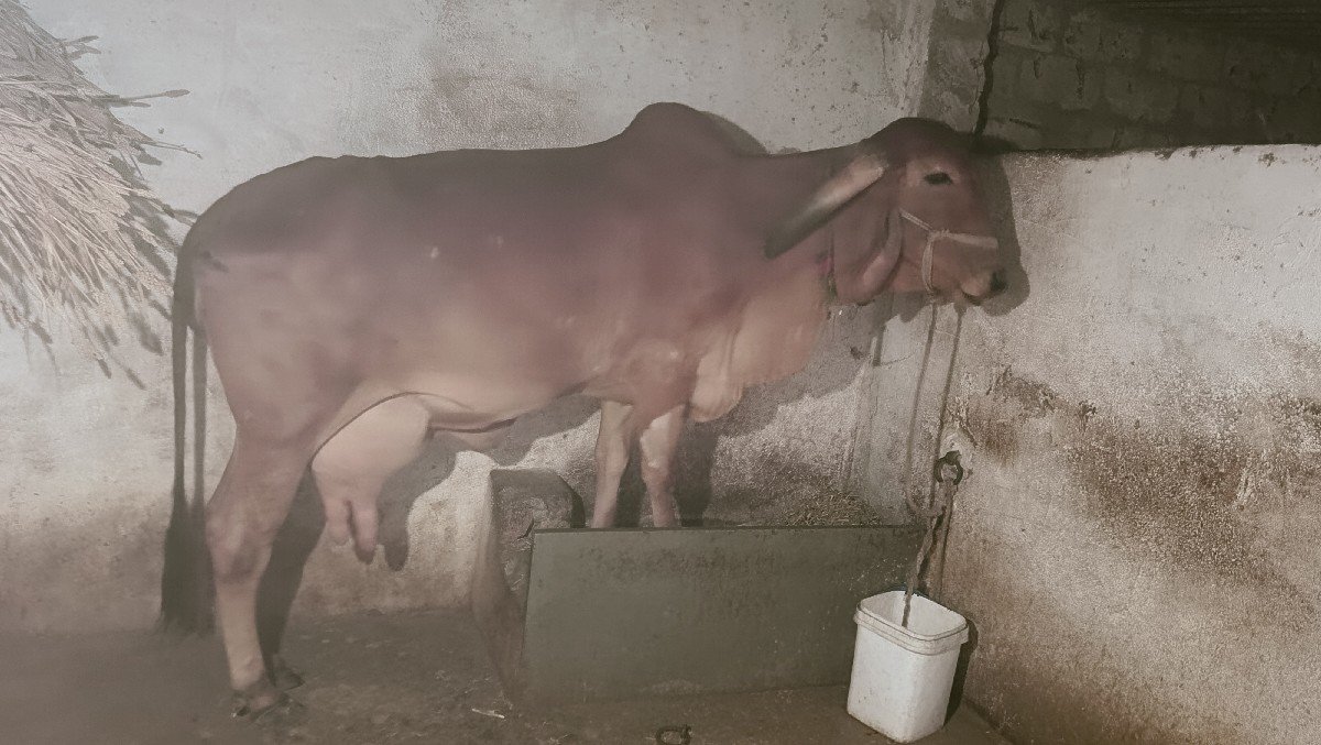 ગીર ગાય દેવા ની છે