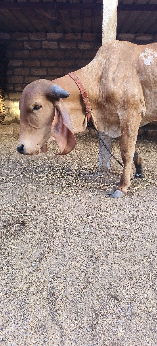 બંને વાશડી વેશવાની શે