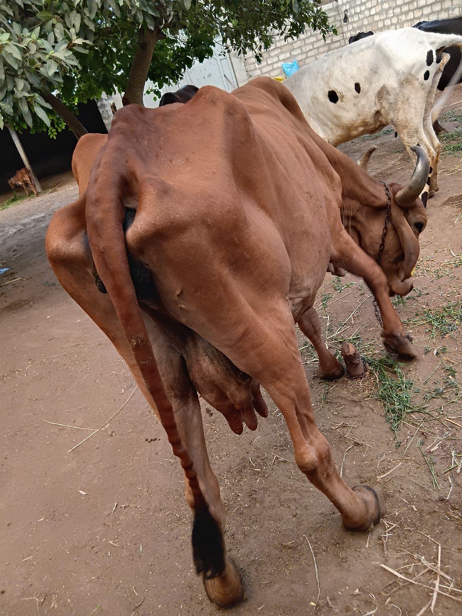 ગાય વેચવાની છે