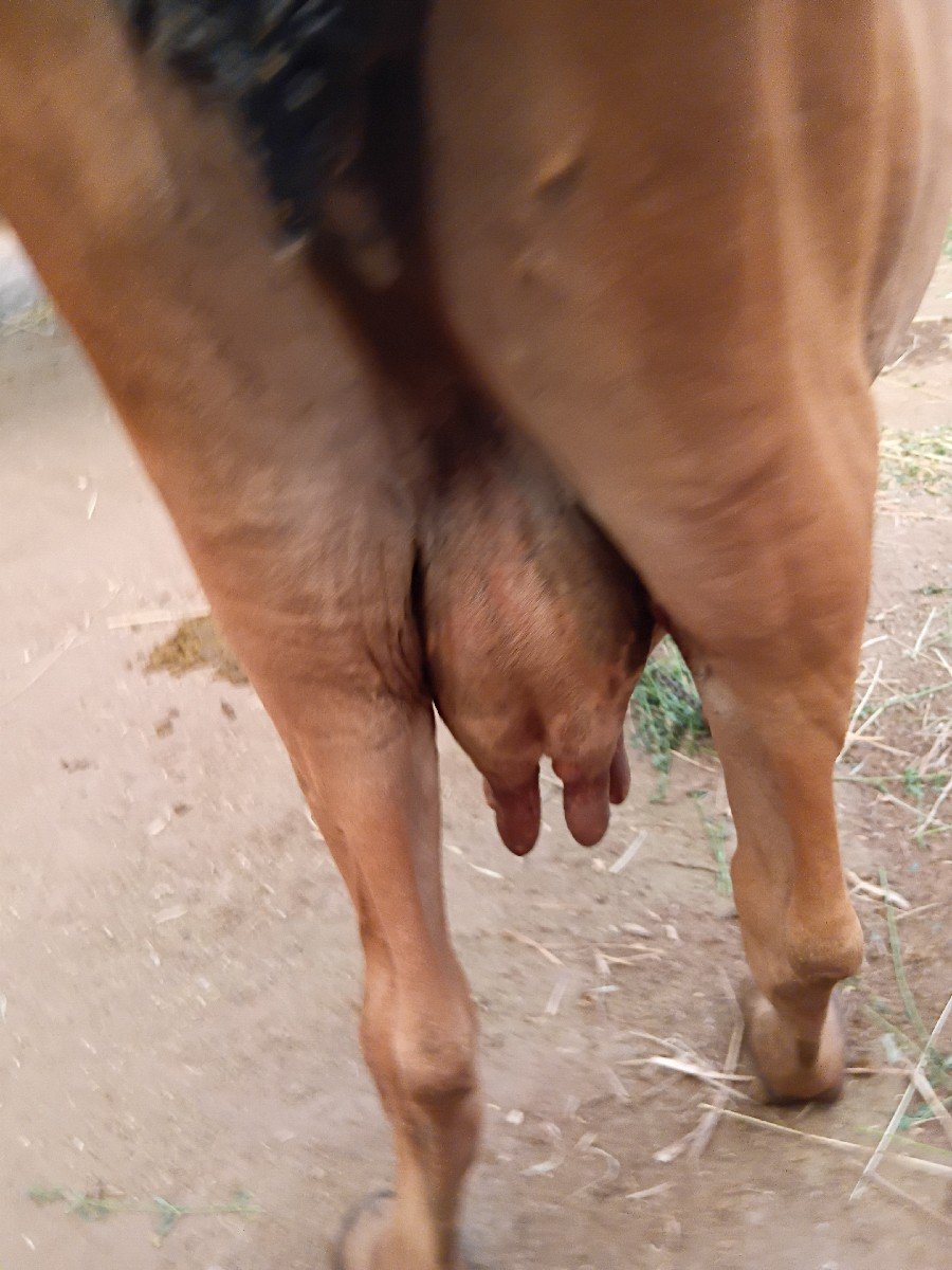 ગાય વેચવાની છે