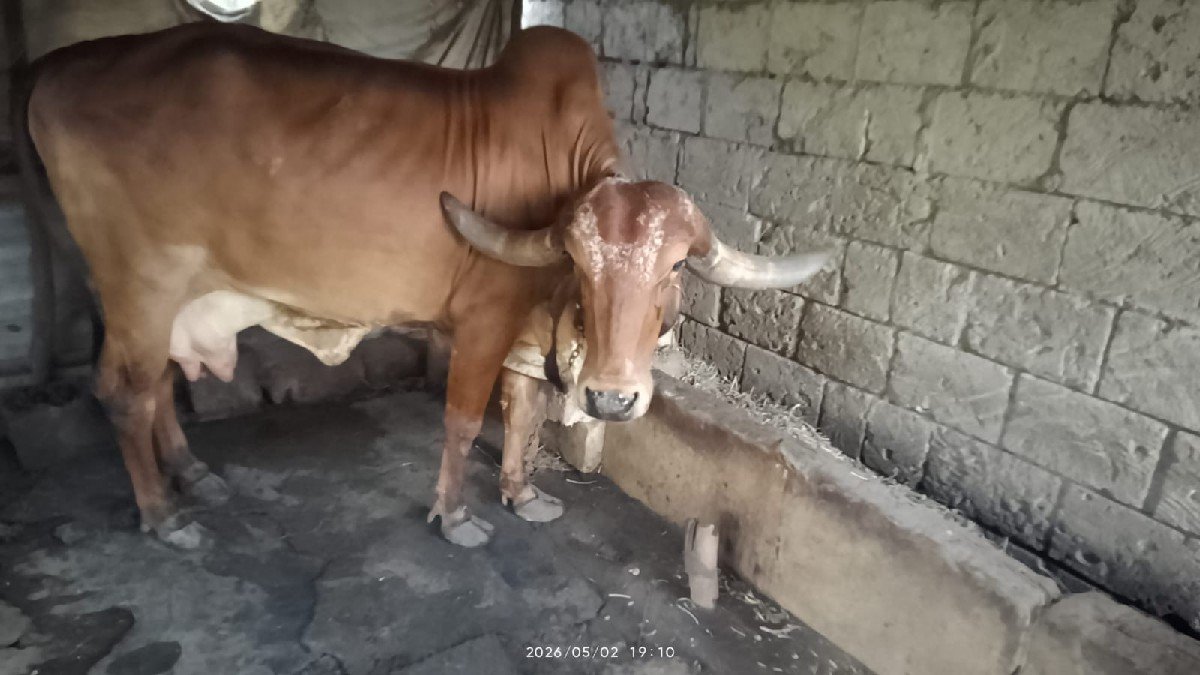 ગીર ગાય