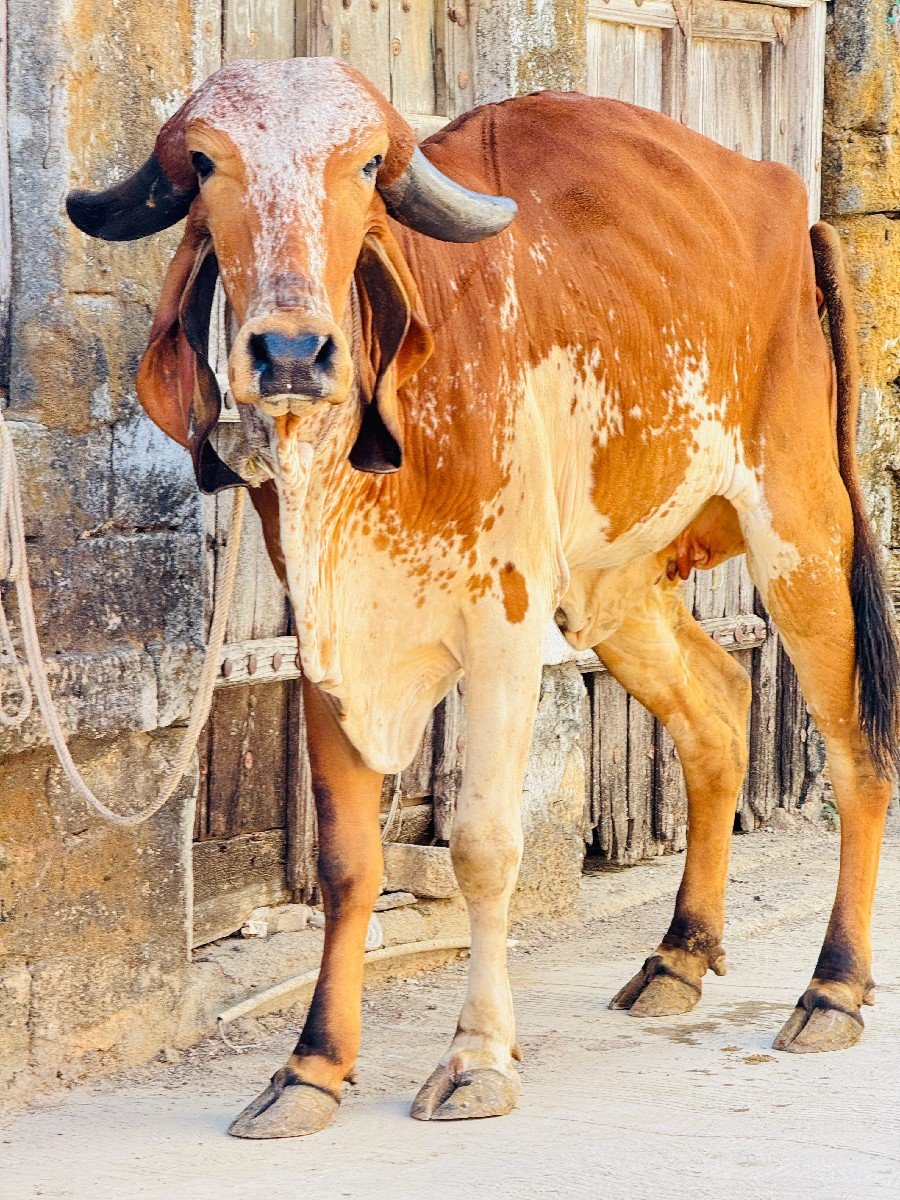 ઓરીજનલ ગીર વાછડી વેચવાની છે