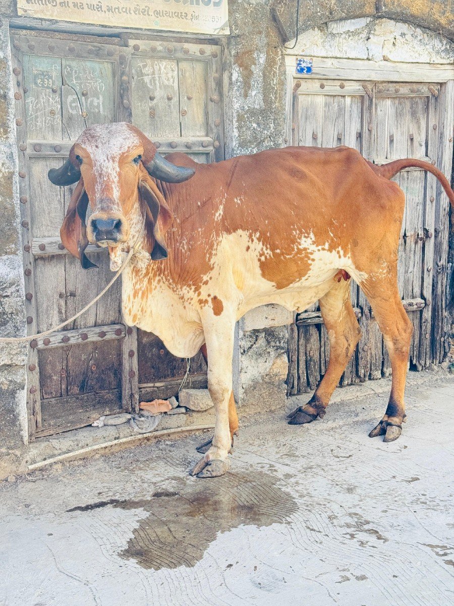 ઓરીજનલ ગીર વાછડી વેચવાની છે