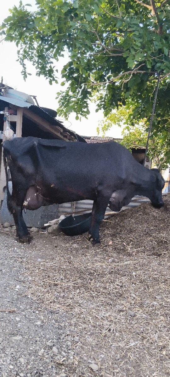 નીચે વાંસડી ચાર દિવસની વિયાણેલી