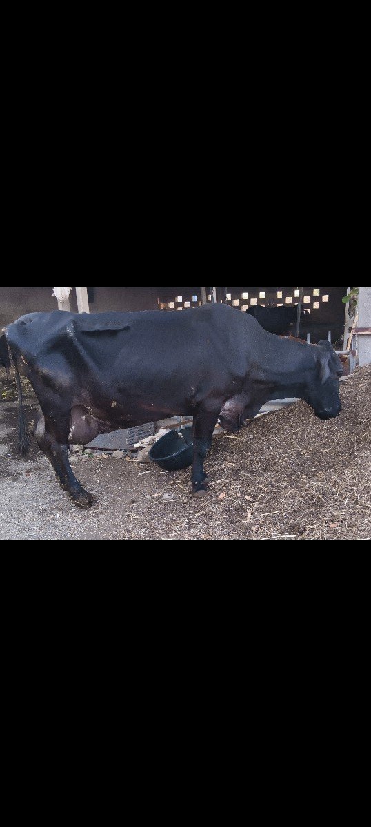 નીચે વાંસડી ચાર દિવસની વિયાણેલી