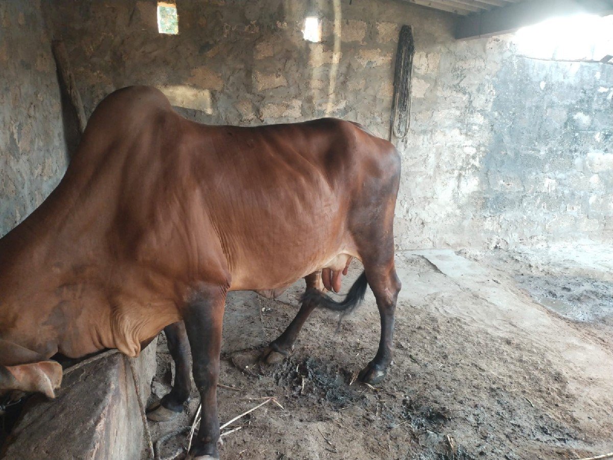 9904728633